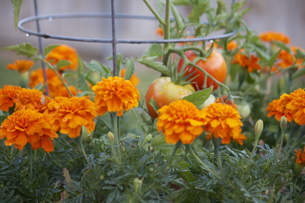 Marigolds and Tomatoes growing together