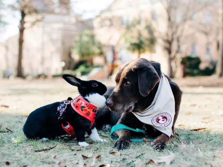 Image of two therapy pets.  A black and white bunny wearing a red harness is on the left.  A brown dog wearing a bandana is on the right.  They are touching noses.
