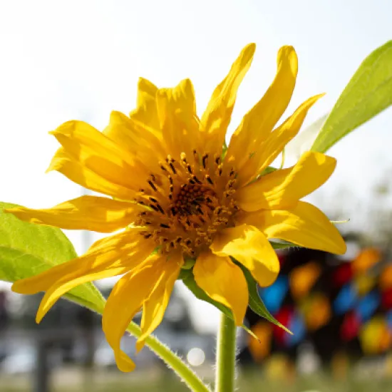 Yellow sunflower reaches for a blue sky in the garden at Richland Library St. Andrews. The Public Art can be seen in the background.