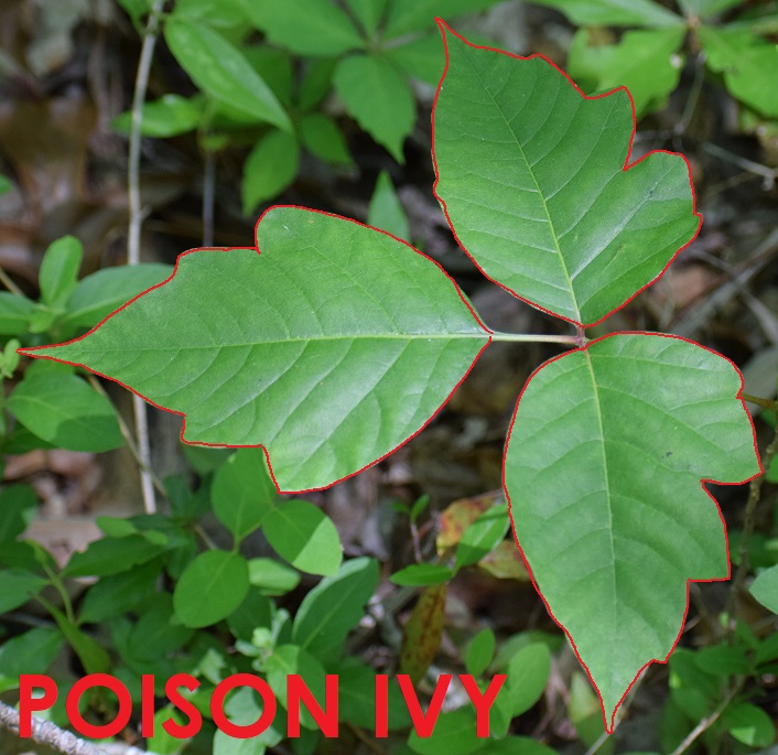 poison ivy plant stem