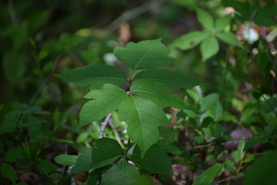 Can YOU Identify Poison Ivy? (Part 2) | Richland Library